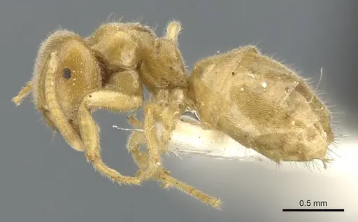 Lasius fallax - CASENT0903206