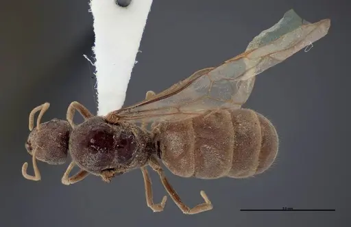 Lasius fallax - FMNHINS0000062720