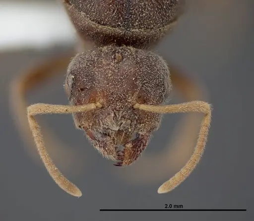Lasius fallax - FMNHINS0000062720