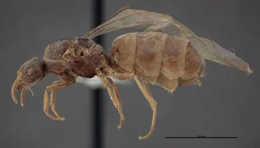 Lasius fallax - FMNHINS0000062720