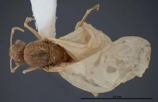 Lasius fallax - FMNHINS0000062721