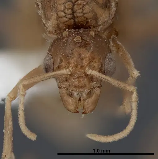 Lasius fallax - FMNHINS0000062721