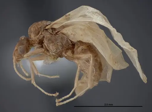 Lasius fallax - FMNHINS0000062721