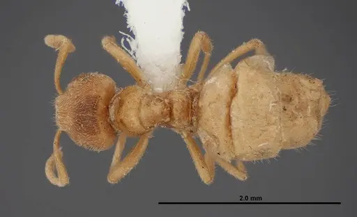 Lasius fallax - FMNHINS0000062726