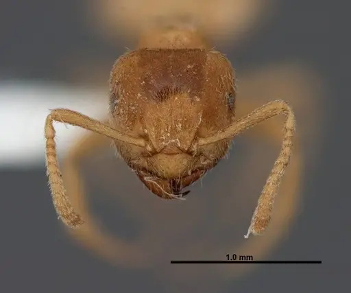 Lasius fallax - FMNHINS0000062726