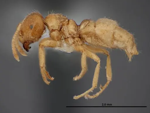 Lasius fallax - FMNHINS0000062726