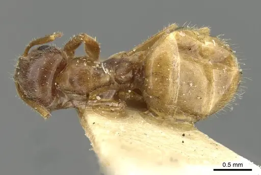 Lasius flavescens specimen