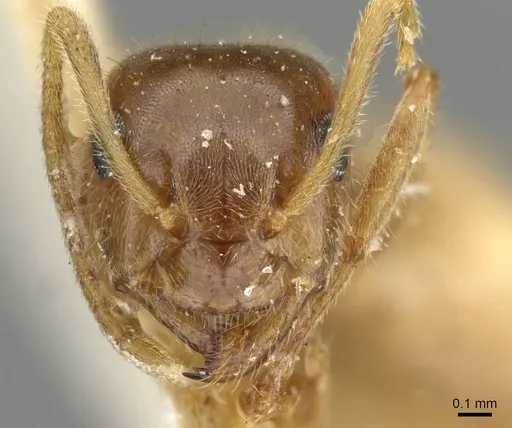 Lasius flavescens specimen