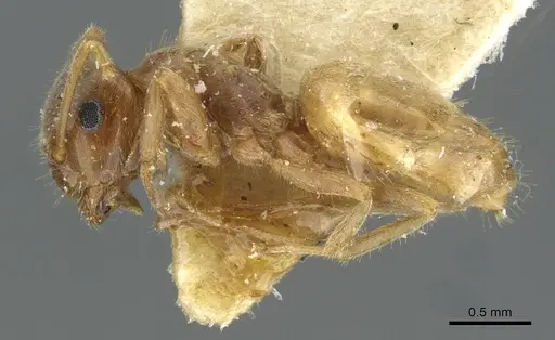 Lasius flavescens specimen