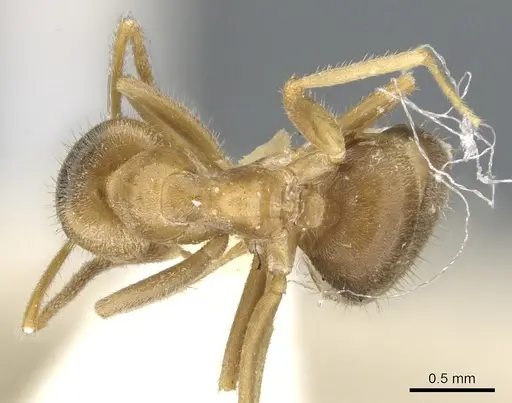 Lasius flavoniger specimen