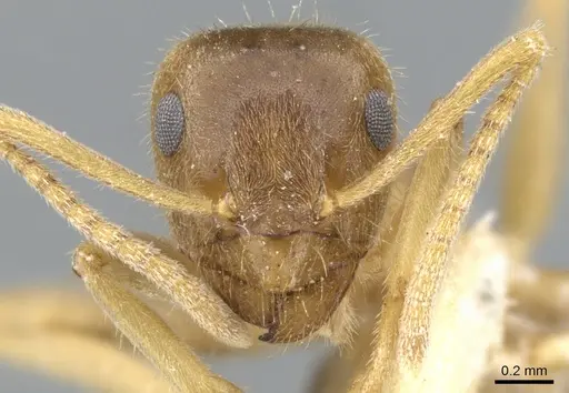 Lasius flavoniger specimen
