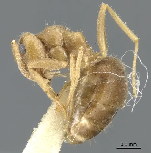 Lasius flavoniger specimen