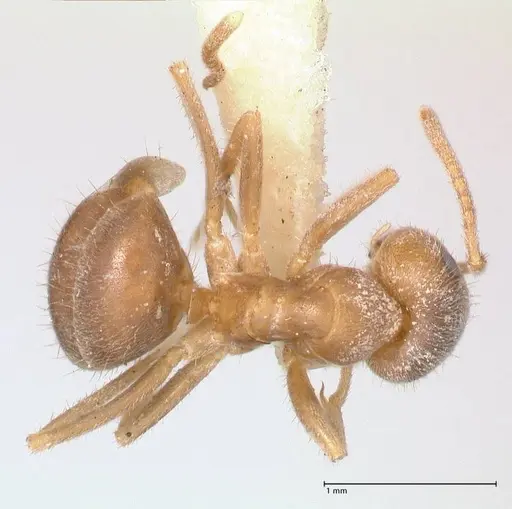 Lasius flavoniger - FOCOL0748-1