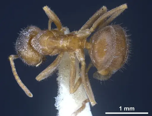 Lasius flavoniger - FOCOL0748-1