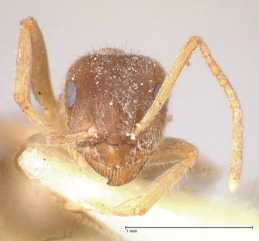 Lasius flavoniger - FOCOL0748-1