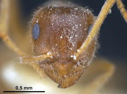 Lasius flavoniger - FOCOL0748-1