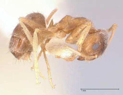 Lasius flavoniger - FOCOL0748-1