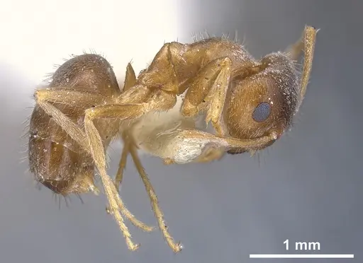 Lasius flavoniger - FOCOL0748-1