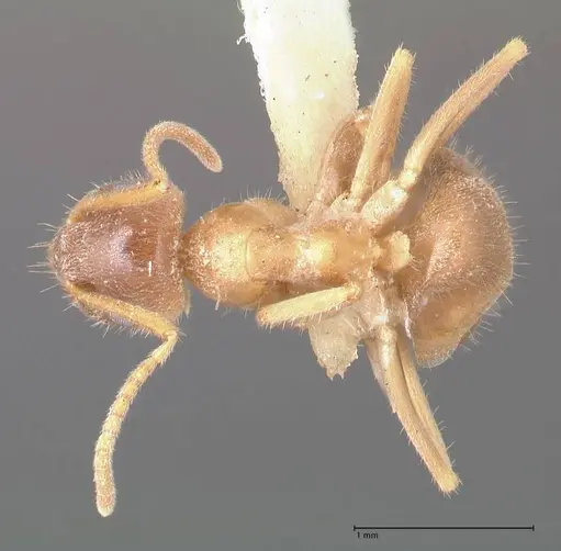 Lasius flavoniger - FOCOL0748-2