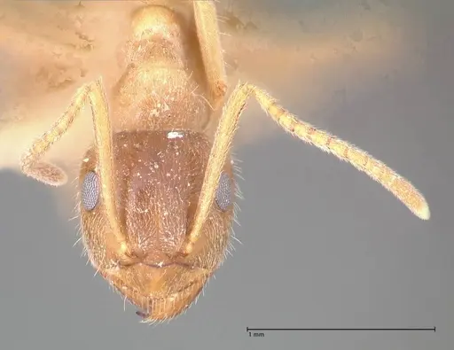 Lasius flavoniger - FOCOL0748-2