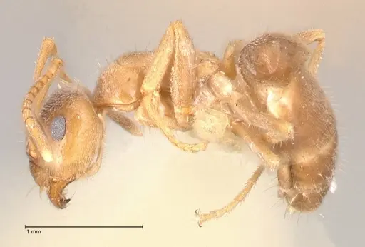 Lasius flavoniger - FOCOL0748-2