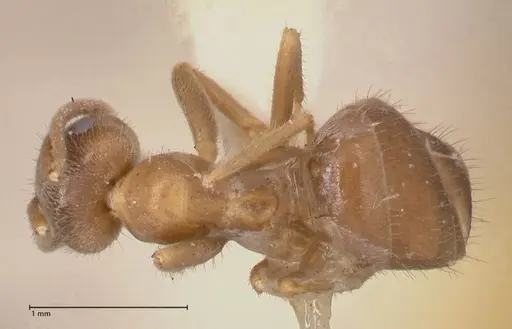Lasius flavoniger - FOCOL0748-3