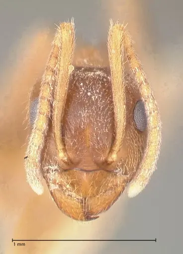 Lasius flavoniger - FOCOL0748-3