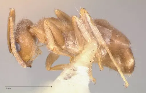 Lasius flavoniger - FOCOL0748-3