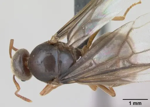 Lasius flavus specimen