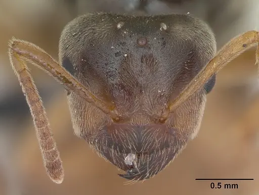Lasius flavus specimen