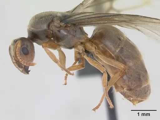 Lasius flavus specimen
