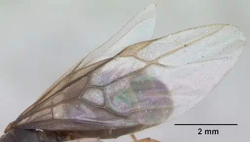 Lasius flavus - CASENT0173149