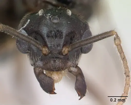 Lasius flavus - CASENT0173150