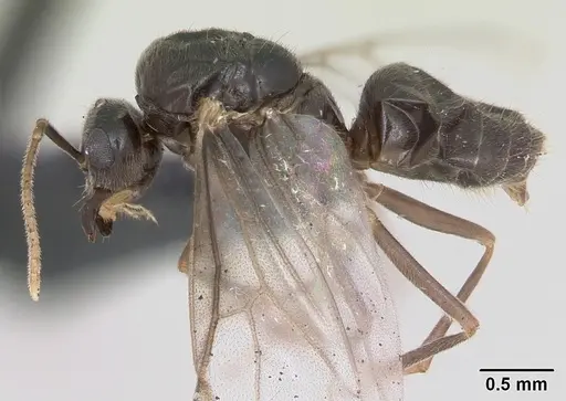 Lasius flavus - CASENT0173150