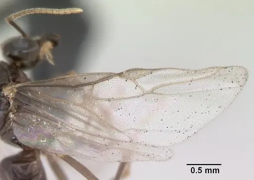 Lasius flavus - CASENT0173150