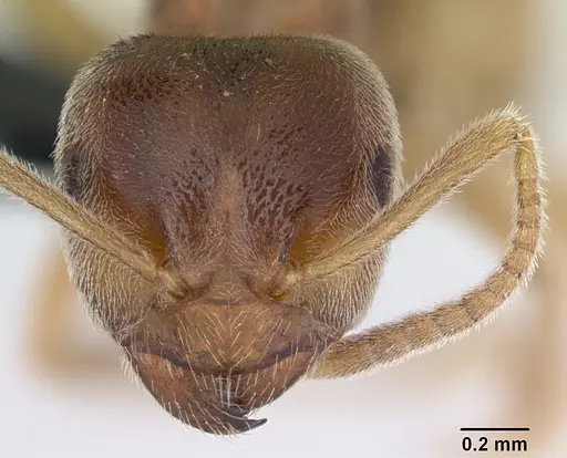 Lasius flavus - CASENT0173167