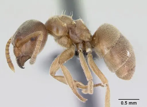 Lasius flavus - CASENT0173167