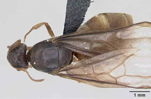 Lasius flavus - CASENT0173168