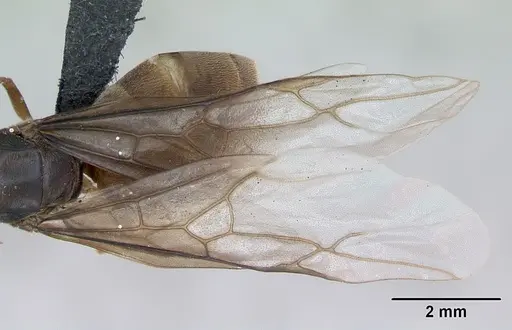 Lasius flavus - CASENT0173168