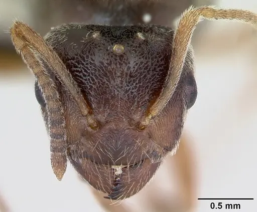 Lasius flavus - CASENT0173168