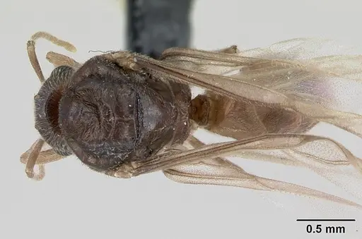 Lasius flavus - CASENT0173169