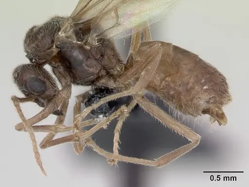 Lasius flavus - CASENT0173169