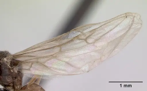 Lasius flavus - CASENT0173169