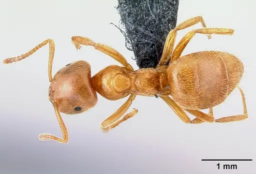 Lasius flavus - CASENT0179923