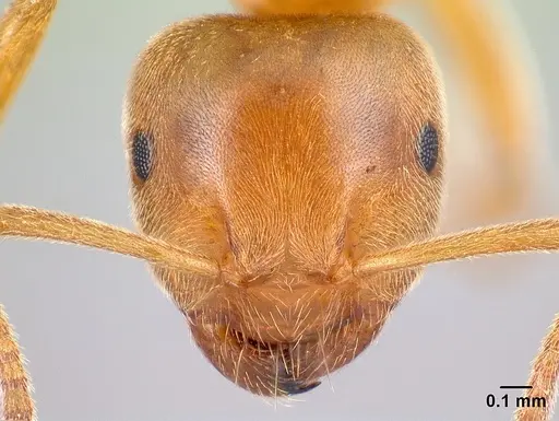 Lasius flavus - CASENT0179923