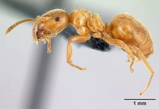 Lasius flavus - CASENT0179923