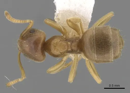 Lasius flavus - CASENT0280457