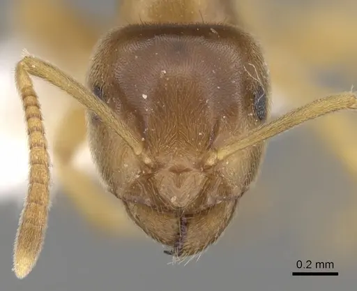 Lasius flavus - CASENT0280457