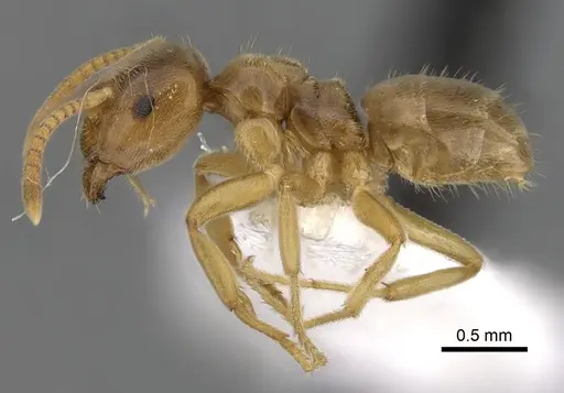 Lasius flavus - CASENT0280457