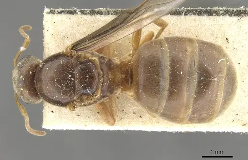 Lasius flavus - CASENT0903209